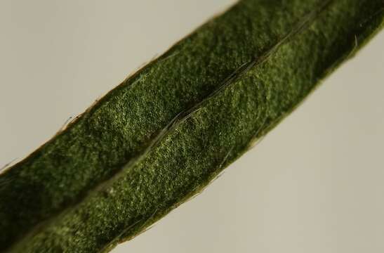 Image of Leggett's pinweed