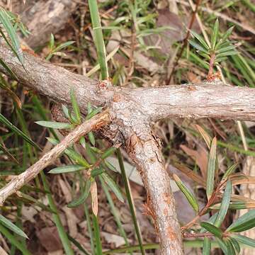 Image of Podocarpus spinulosus (Sm.) R. Br. ex Mirb.