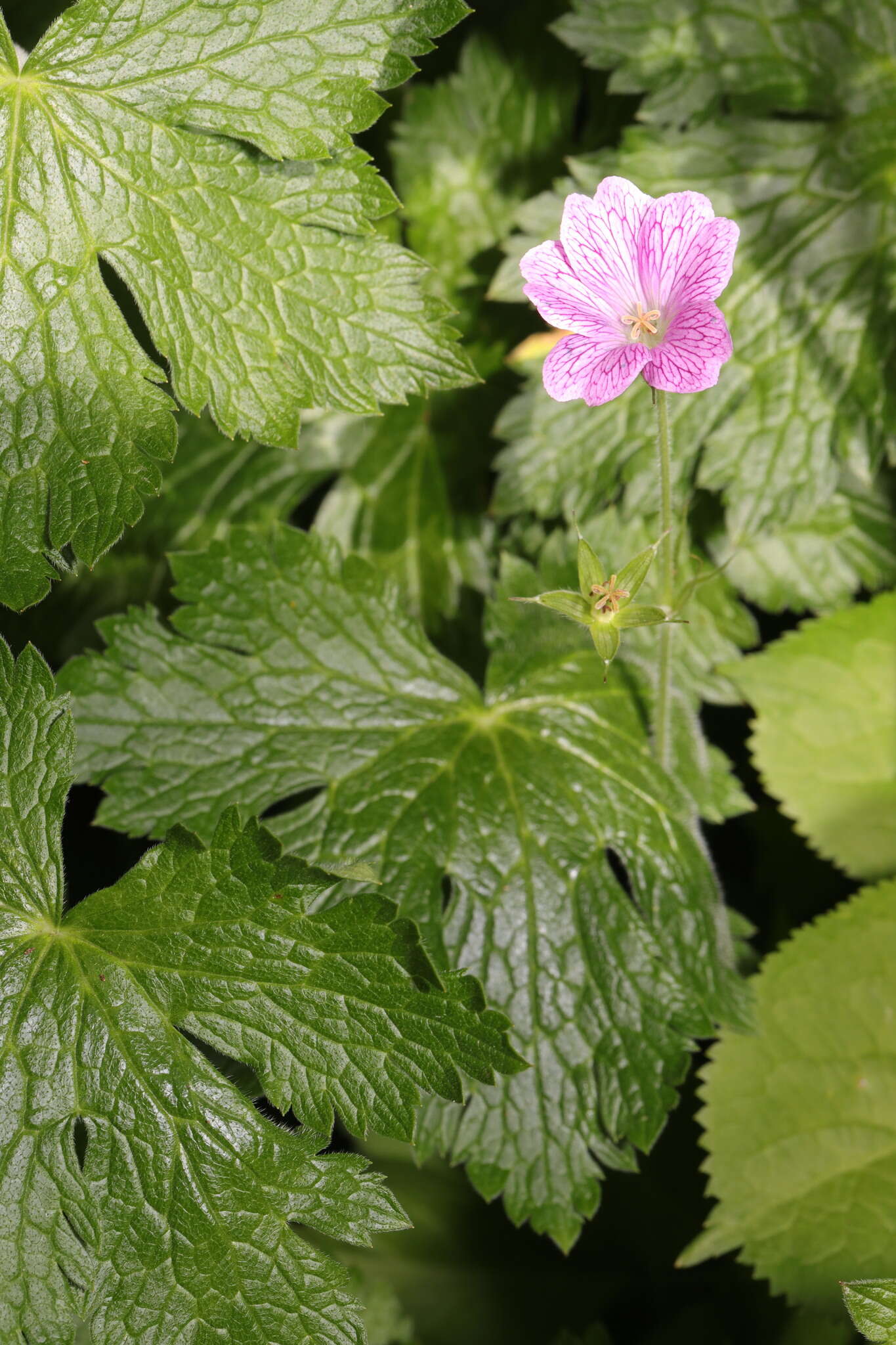 Image of <i>Geranium oxonianum</i>