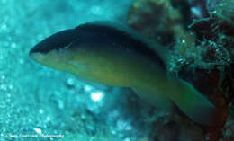 Image of Bandit dottyback