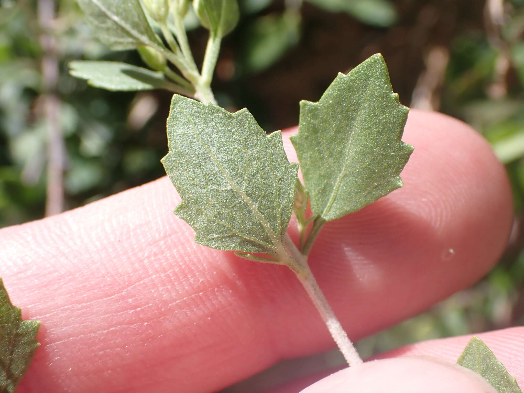 Imagem de Brickellia baccharidea A. Gray