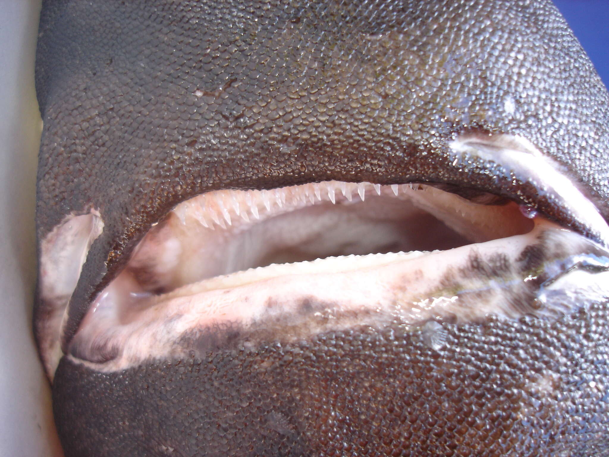 Image of Portuguese Dogfish