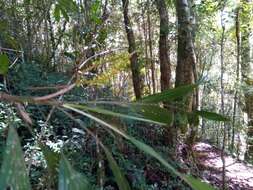 Image of Dypsis catatiana (Baill.) Beentje & J. Dransf.