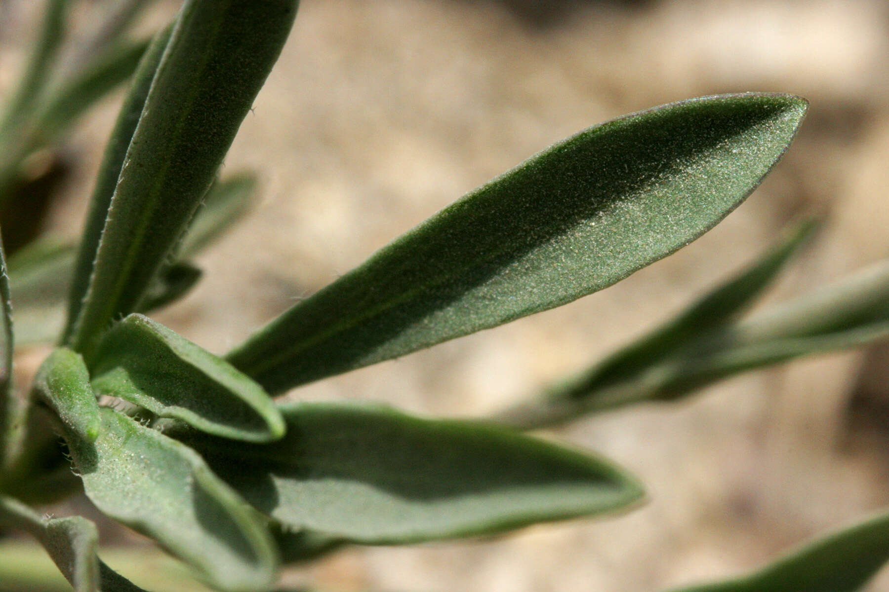 Image of Howell's pioneer rockcress