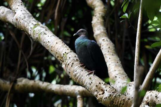 Columba janthina nitens (Stejneger 1887)的圖片