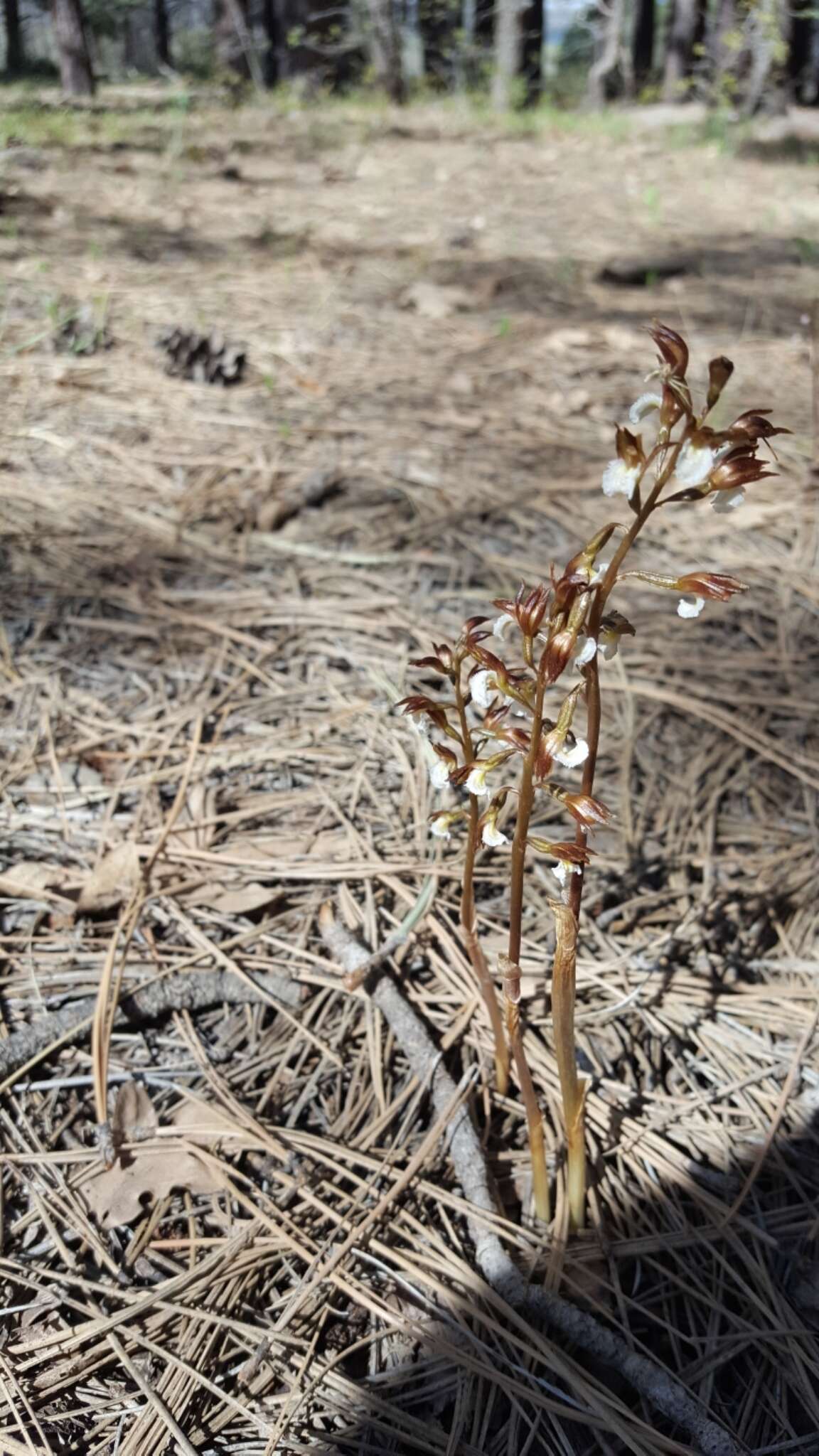 Image of Spring coralroot