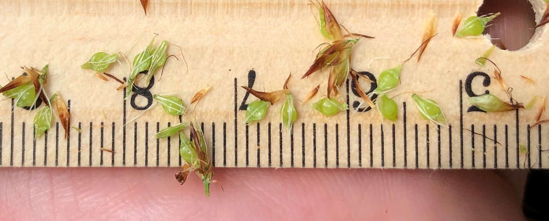 Image of Bunched Beak Sedge