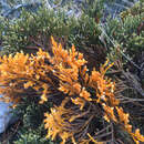 Image of Andicolea ferruginea (Ruiz & Pav.) Mayta & Molinari