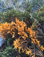 Image of Andicolea ferruginea (Ruiz & Pav.) Mayta & Molinari