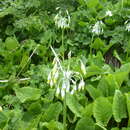 Image of Primula grandis Trautv.