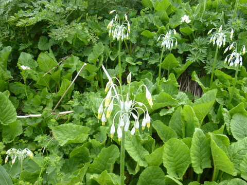 Image of Primula grandis Trautv.