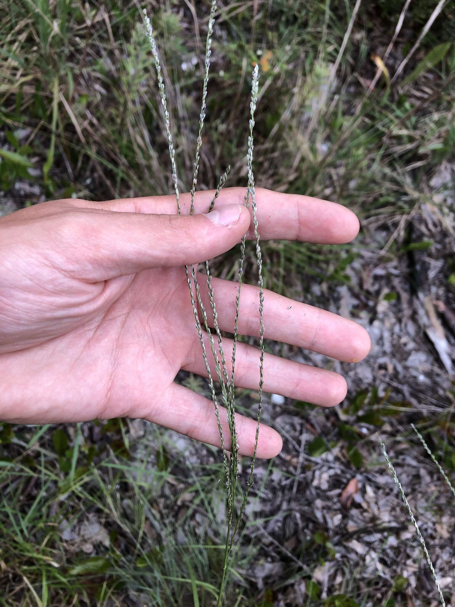 Image of Caribbean crabgrass