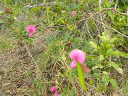 Image of Tephrosia grandiflora (Aiton) Pers.