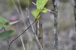 Image of Sharp-mouthed lizard