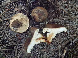 Image of Tricholoma focale (Fr.) Ricken 1914