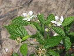 Image de Rubus polonicus Barr. ex Weston