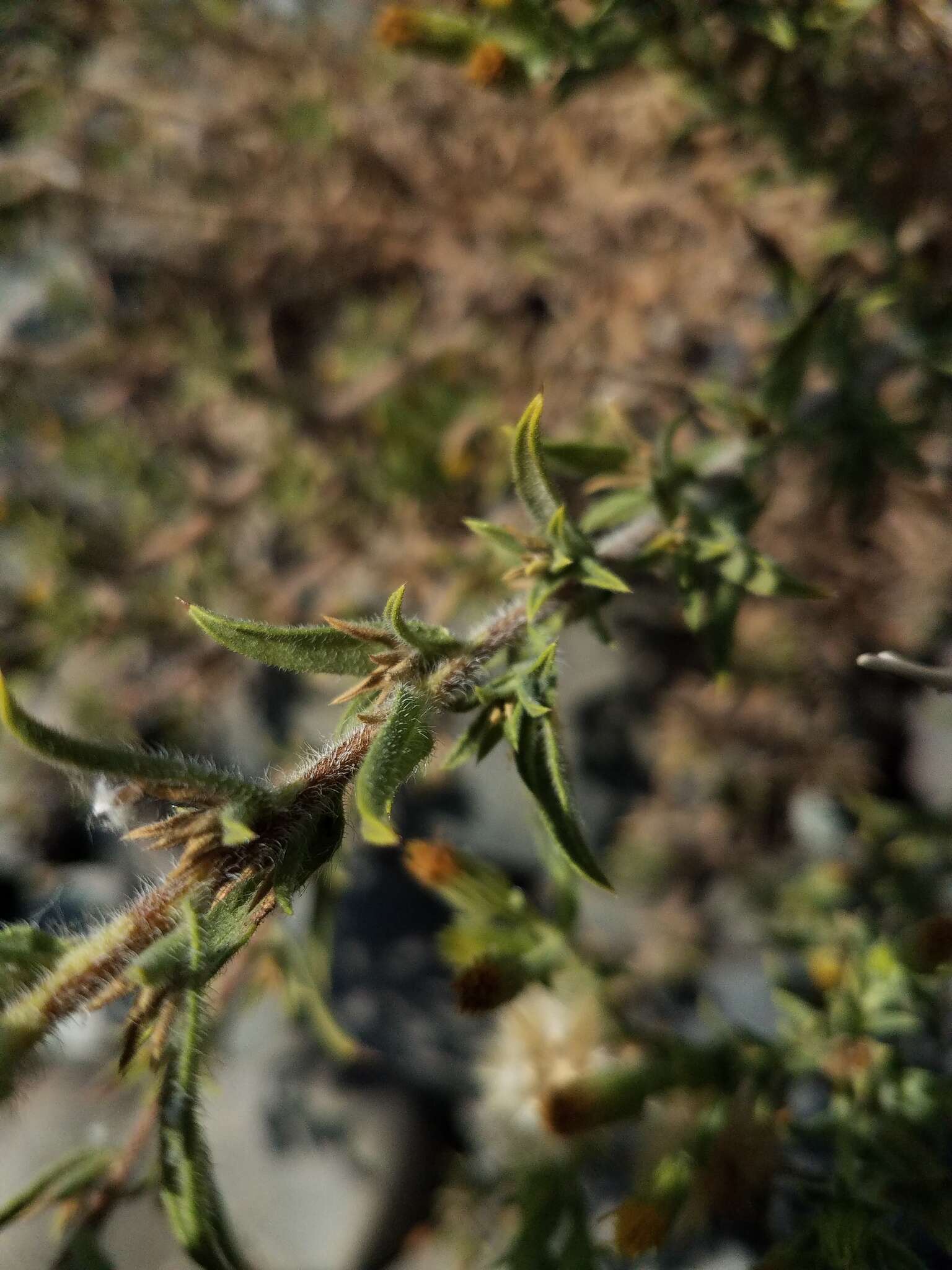 Image of Oregon false goldenaster