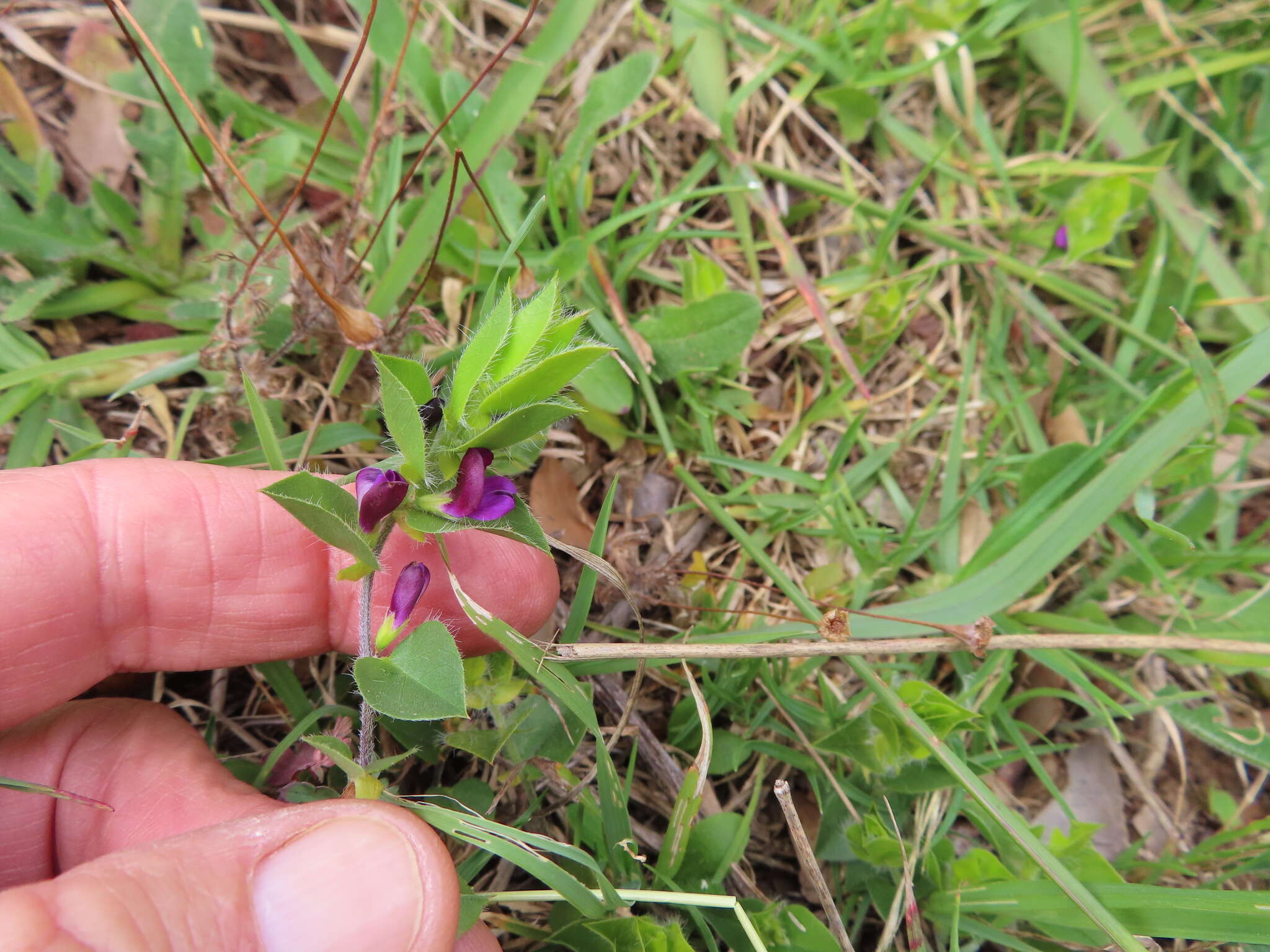 Imagem de Psoralea imbricata (L. fil.) T. M. Salter