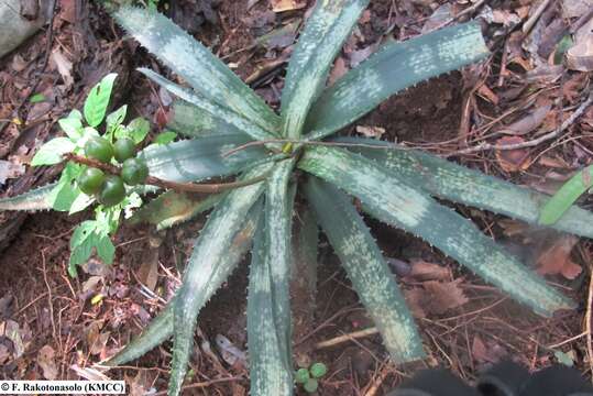 Image of Aloe ankaranensis Rauh & Mangelsdorff