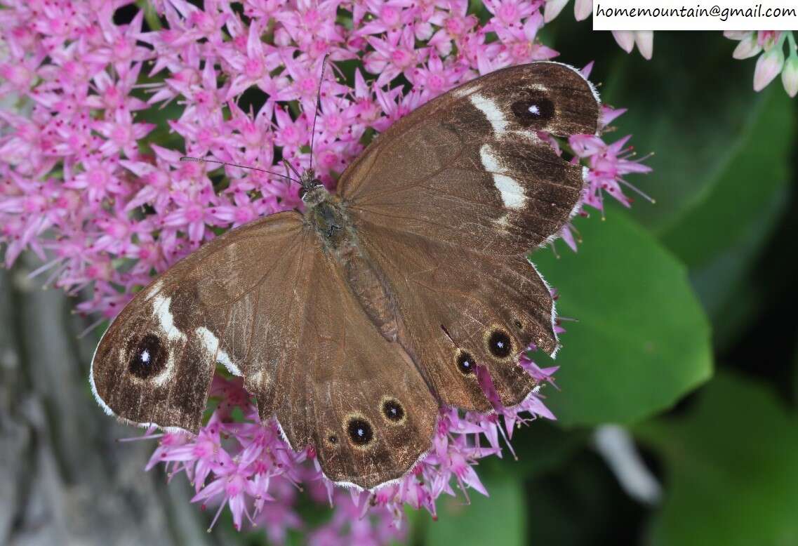 Image of Lasiommata deidamia (Eversmann 1851)