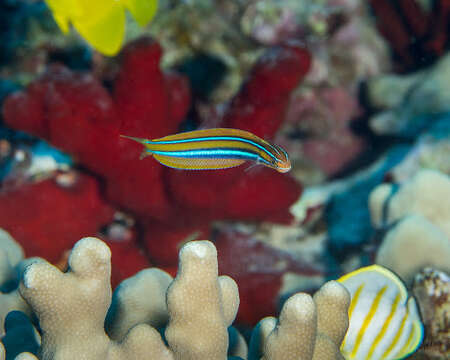 Image of Blue-stripe blenny