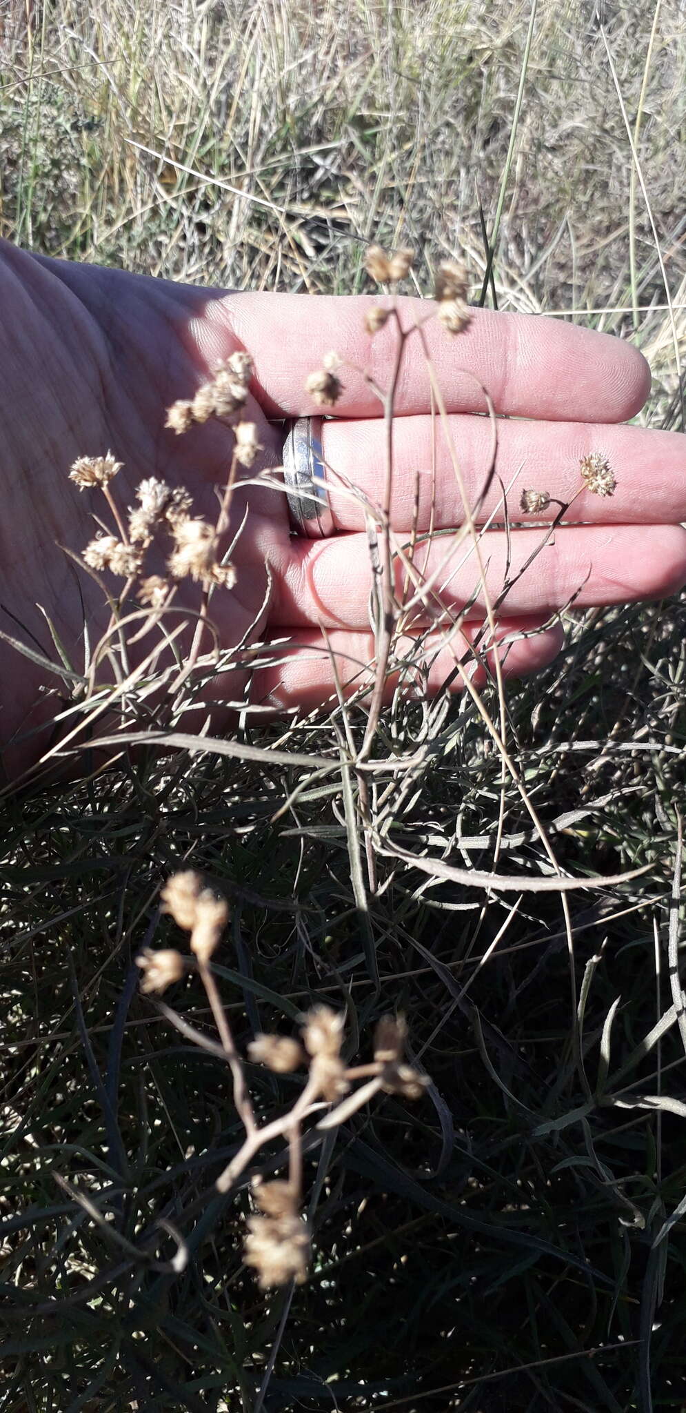 Image of Baccharis stenophylla Ariza Espinar