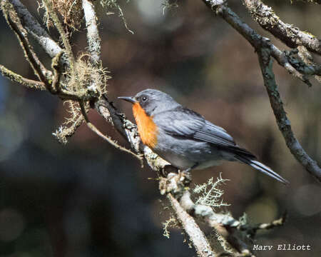 Image of Flame-throated Warbler