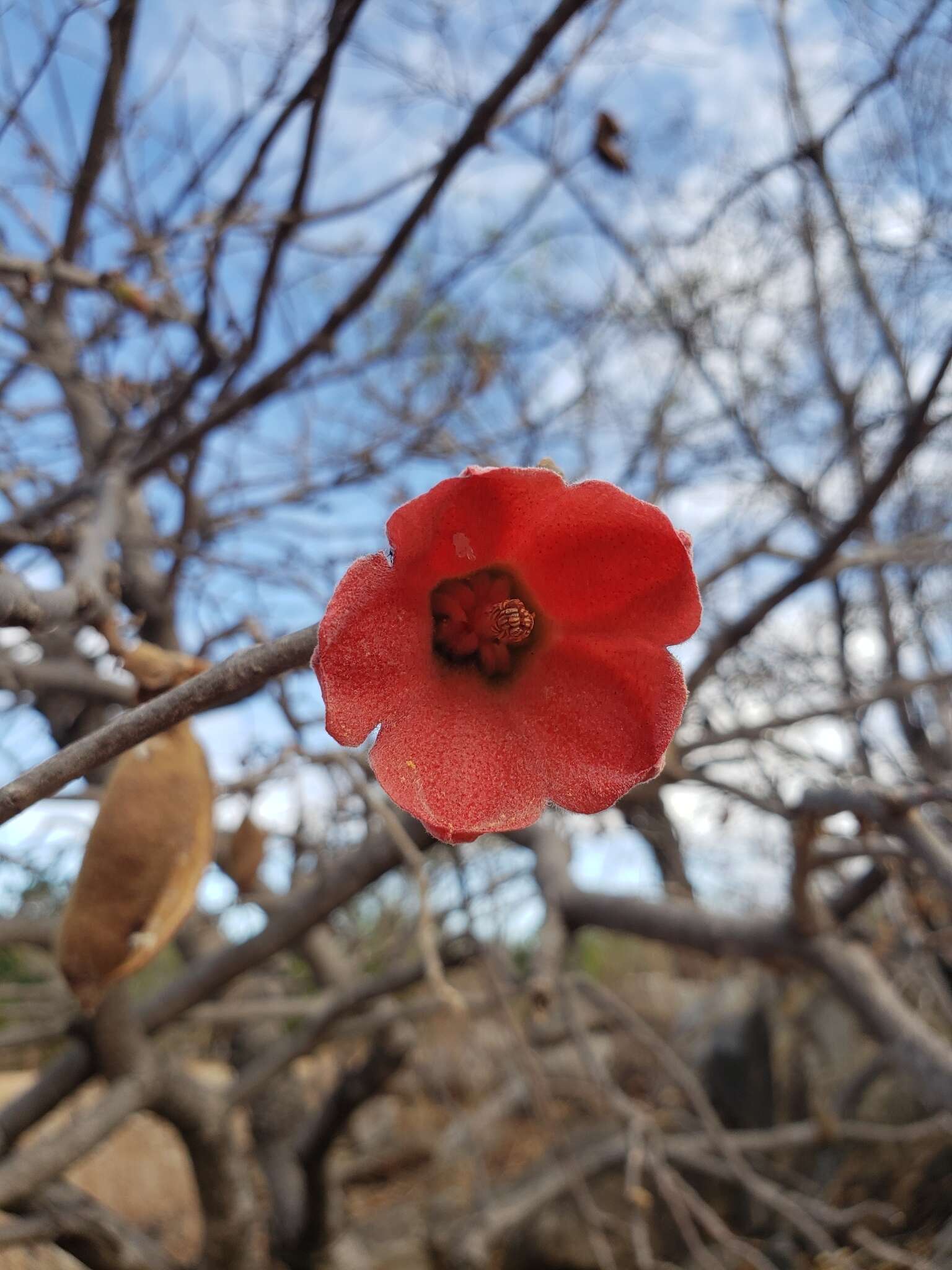 Imagem de Brachychiton chillagoensis G. P. Guymer