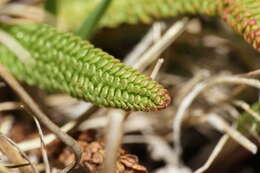 Image of clubmoss mousetail