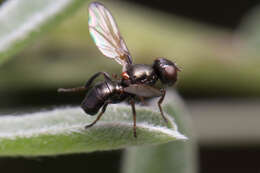 Curranops apicalis (Cole & Lovett 1921)的圖片