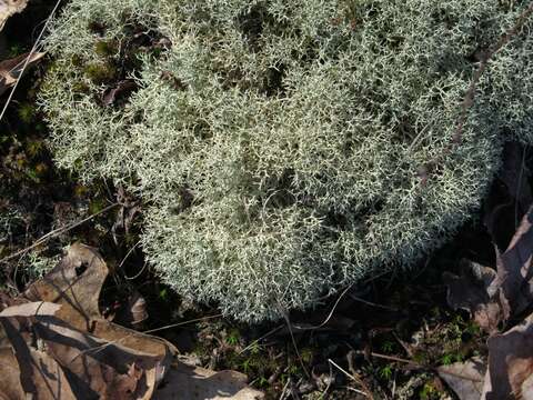 Image of reindeer lichen