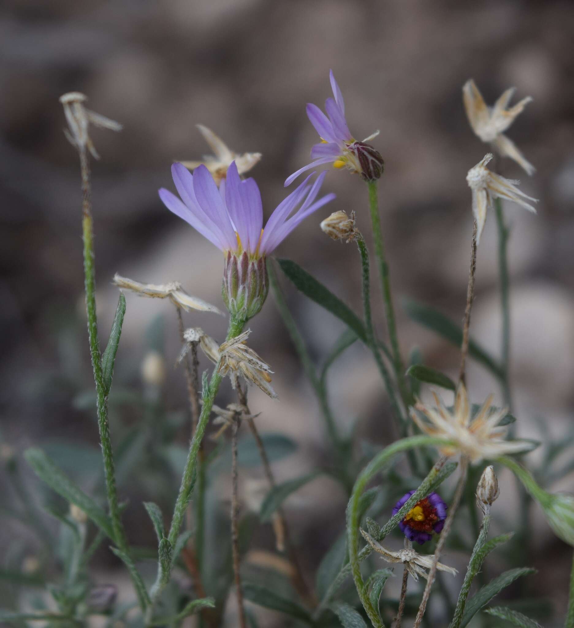 Image of manyflower leastdaisy