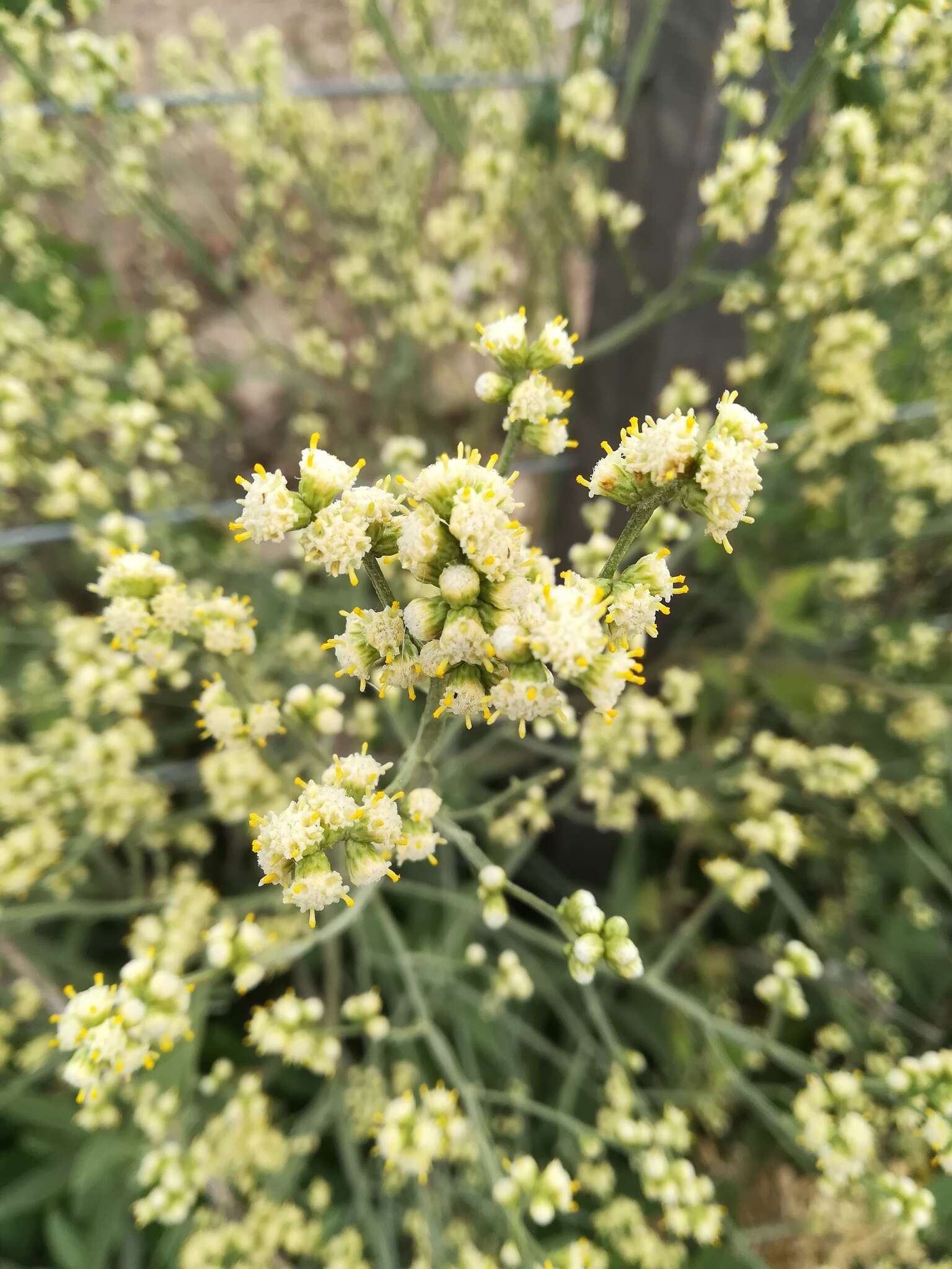 Image of Baccharis articulata (Lam.) Pers.