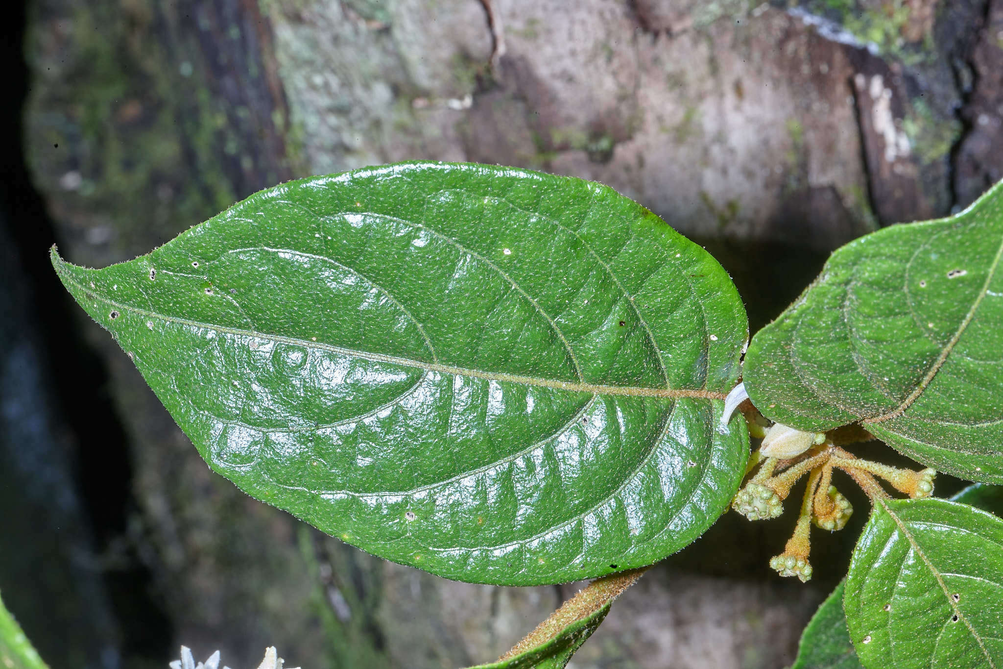 Image of Lycianthes ocellata (J. D. Sm.) Morton & Standl.