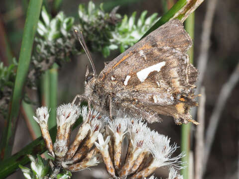 Image of Phasis thero (Linnaeus 1764)