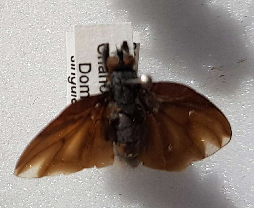 Image of Bat-winged fly