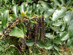 Image of <i>Coriaria <i>arborea</i></i> var. arborea