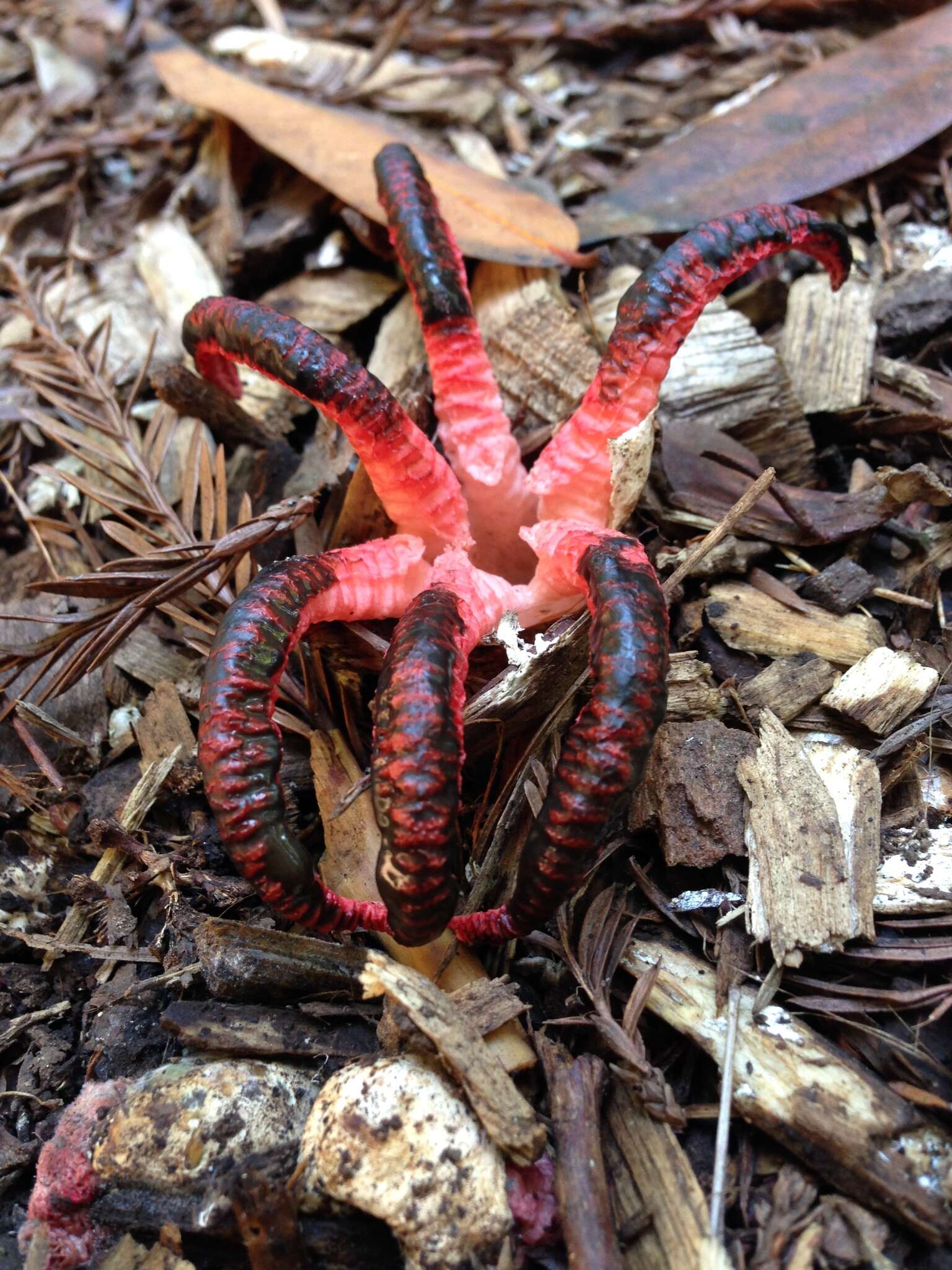 Image of octopus stinkhorn