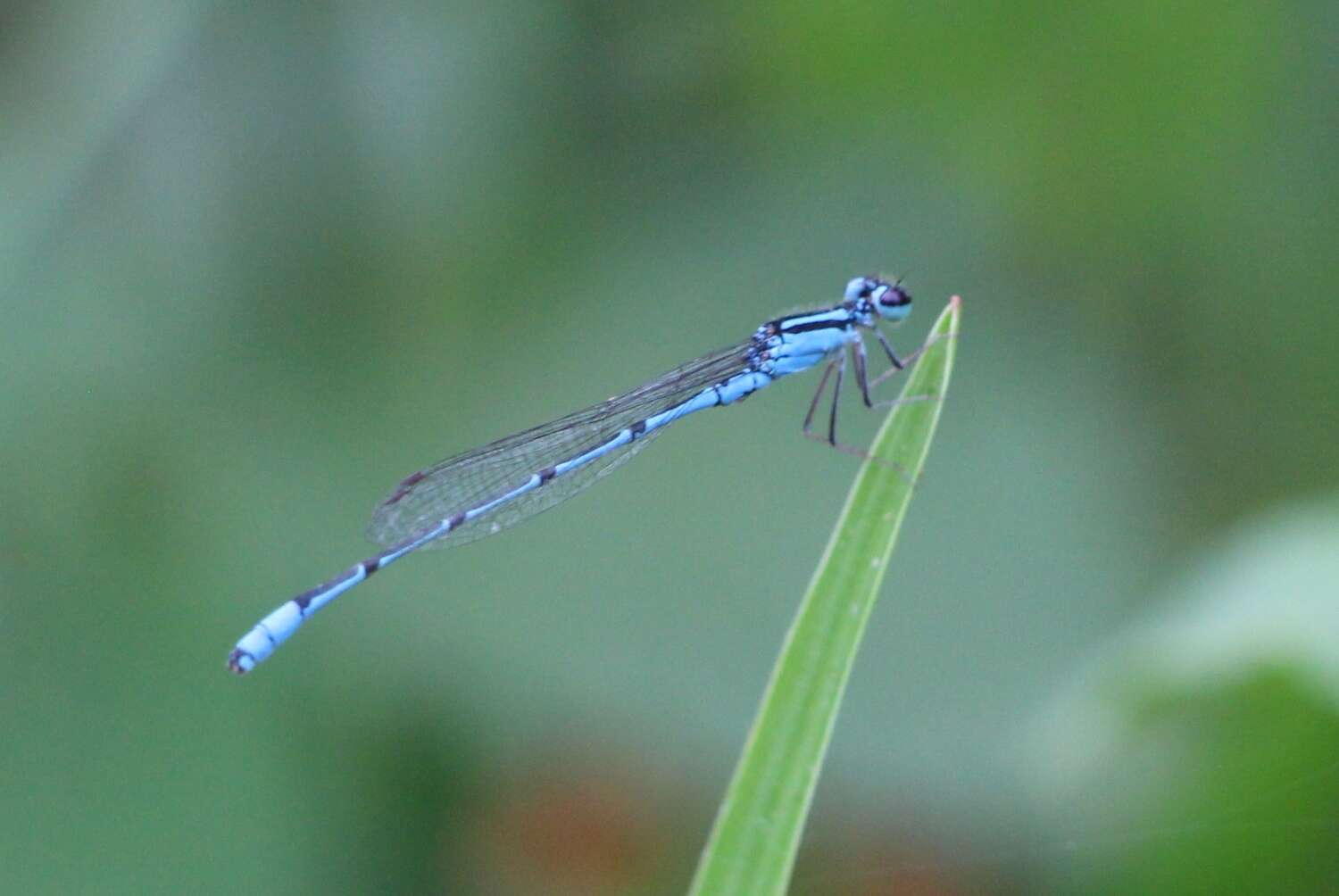 Sivun Acanthagrion temporale Selys 1876 kuva