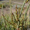 Image of Spegazziniophytum patagonicum (Speg.) Esser