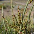 Plancia ëd Spegazziniophytum patagonicum (Speg.) Esser