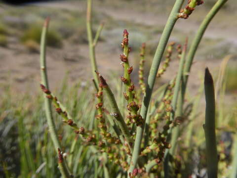 Image of Spegazziniophytum