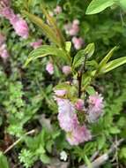 Imagem de Prunus glandulosa C. P. Thunb. ex A. Murray