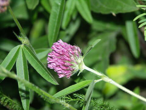 Imagem de Trifolium alpestre L.