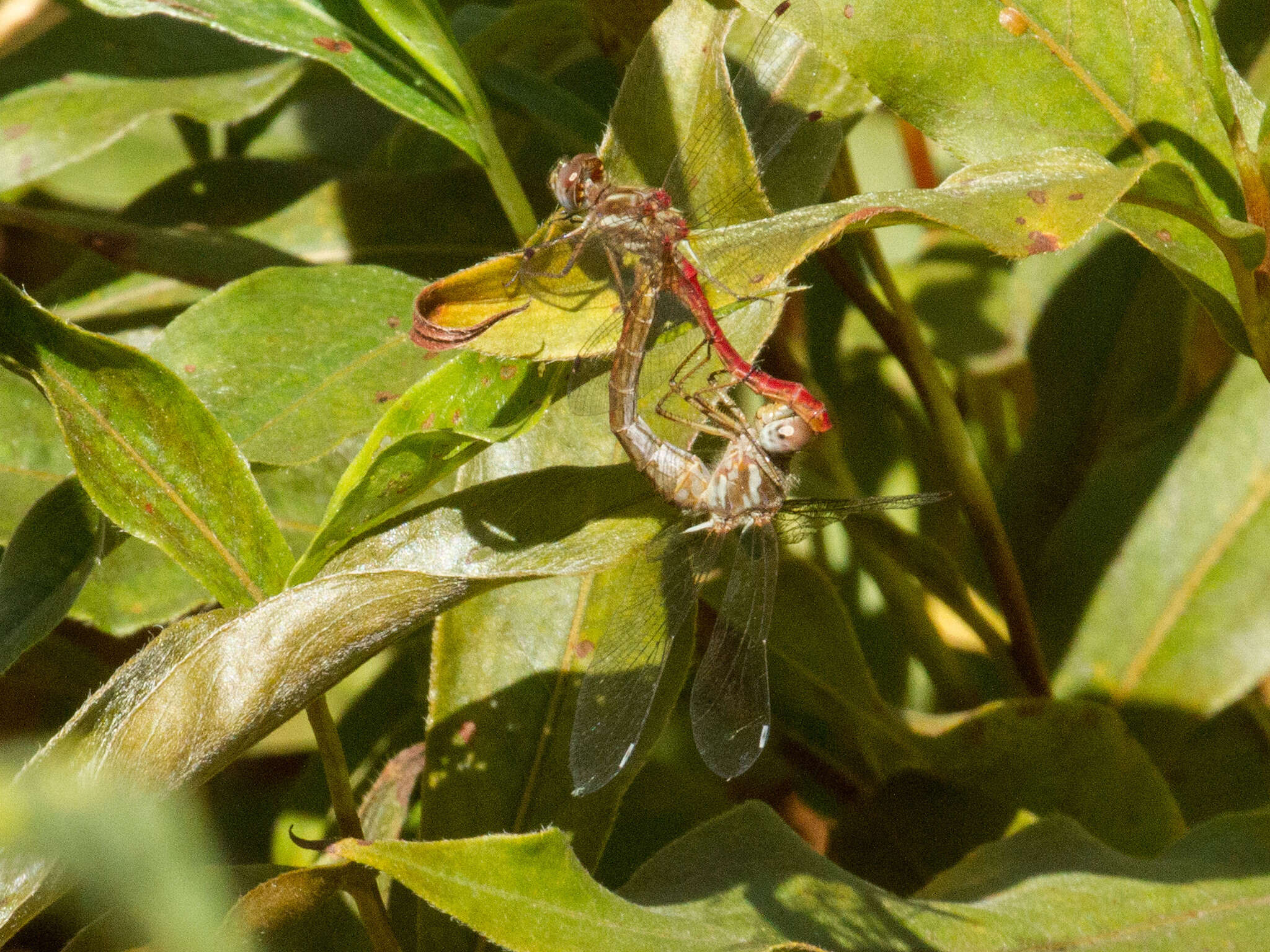 Image of Striped Meadowhawk