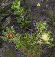 Image of Banksia heliantha A. R. Mast & K. R. Thiele