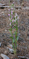 Image of Cephalanthera kurdica Bornm. ex Kraenzl.