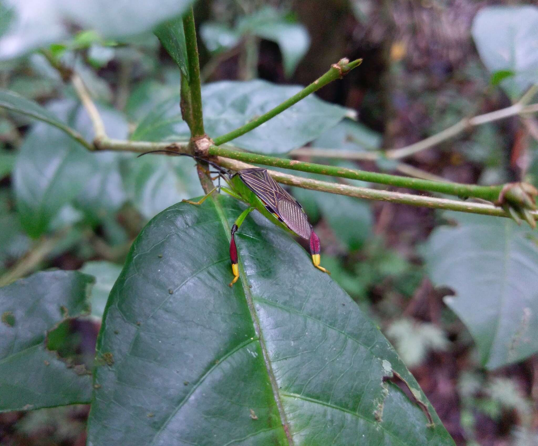 Image of Melucha chapadana Brailovsky 1993