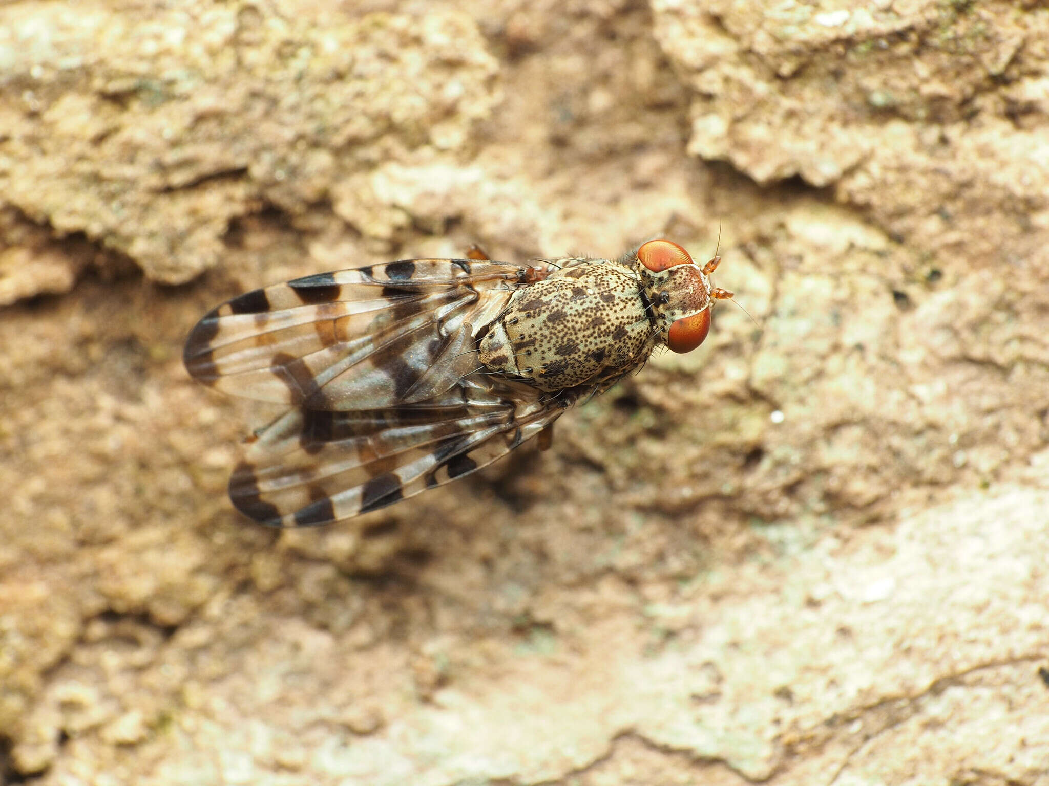 Plancia ëd Pseudotephritis approximata Banks 1914