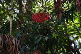 Image of Alloxylon pinnatum (Maiden & Betche) P. H. Weston & M. D. Crisp